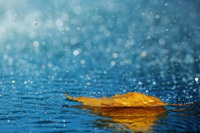 Summer Raindrops Close Up HD Desktop Wallpapers   2560x1600 ...