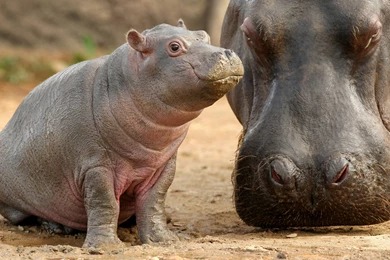 Hippopotamus Wallpapers   Wallpapers Cave