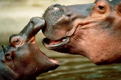 Baby Hippopotamuses