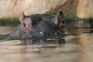 Cute Hippo Wallpapers