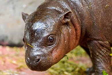 The Cute Hippo Baby Wallpapers