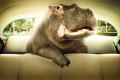 Cool Cute Hippo Wallpapers HD For Desktop . Best High Resolution ...