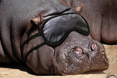 Hippopotamus Hippo Wallpapers