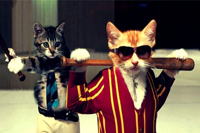 Funny Wallpapers Download For PC AG8