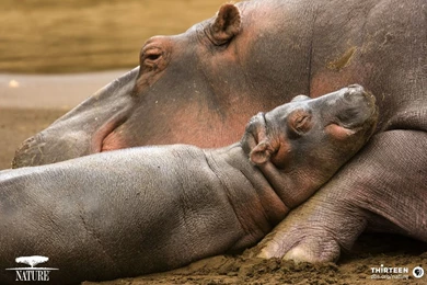 Baby Animals   Page 11