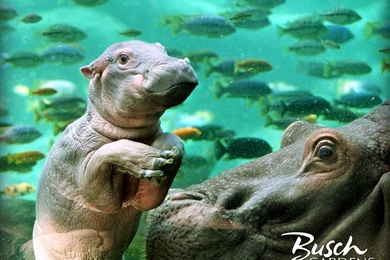 Cute Hippo Wallpapers
