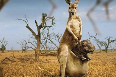 Funny Kangaroo And Baby Hippo Wallpapers Free Desktop Backgrounds ...