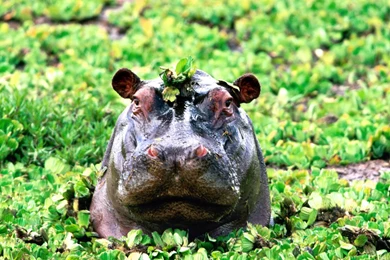 Hippo   Wild Animals   Animal Pictures