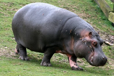 Hippopotamus HD Wallpapers   Download Free Animals HD Wallpapers ...