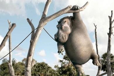 Toy Hippos Wallpapers