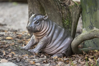 Incredibly Cute Hippo Born In Sweden Yesterday. : Aww