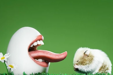 Funny Wallpapers Hd Free Download – 1598×1172 High Definition ...