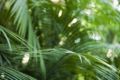 Close up Nature Bokeh Rainforest Palm Leaves Wallpapers