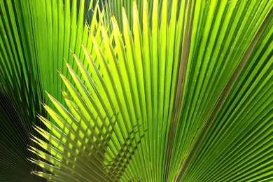 11 Lovely HD Palm Leaf Wallpapers HDWallSource.com