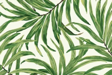 Palm Leaf Wallpapers