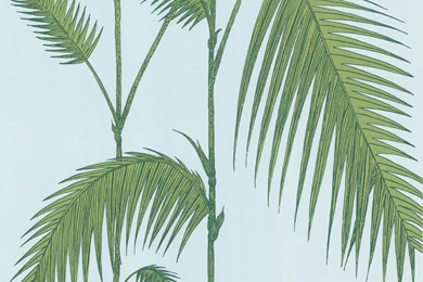 Palm Leaves Wallpapers By Cole & Son