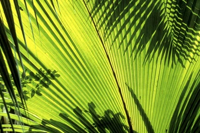 Nature Seychelles Palm Leaves Wallpapers