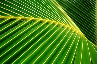Palm Leaves On Pinterest
