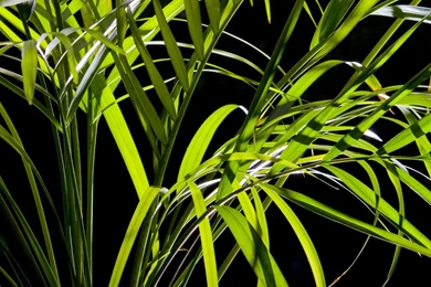 1600x1200 Palm Leaves Desktop PC And Mac Wallpapers