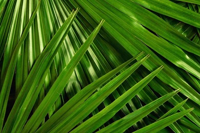 Barbara Brown Taylor