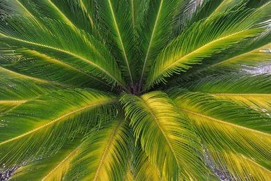 Palm Leaves Nature Wallpapers