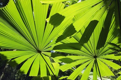 Leaves Australia Palm Leaves Beaches Wallpapers