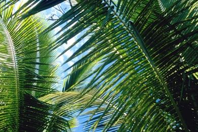 Nature Palm Leaves Trees Wallpapers