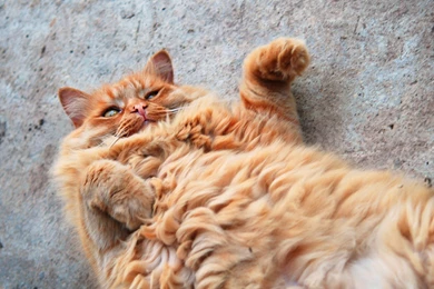 Download Wallpapers Red Cat, Cat, Cat, Red, Fluffy, Fat Ass, Cats ...