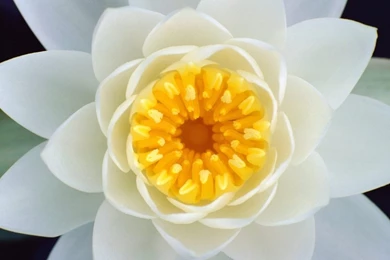 Latest Flower Desktop Backgrounds Wallpapers