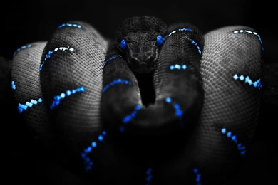 Black Snake Wallpapers Desktop