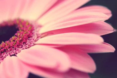 Download Pink Gerbera Wallpapers 4921 1920x1200 Px High Resolution ...
