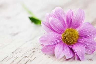 Pink Gerbera On Table Wallpapers   1680x1050   228666