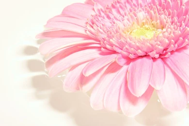 Gerbera Wallpapers By Romanara On DeviantArt