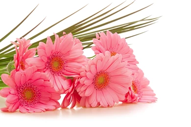 Pink Gerbera Daisy Flower Wallpapers HD Free Download