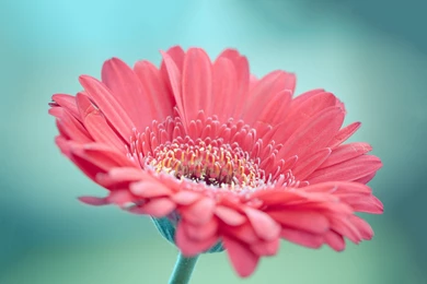 Pink Gerbera Hd Wallpapers