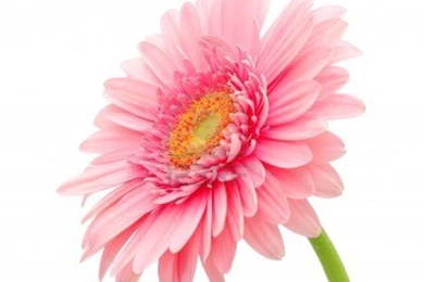 Beautiful Wallpapers: Gerbera And Daisy Flower Wallpapers