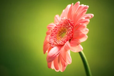 PINK GERBERA FLOWER   Online Wallpapers HD