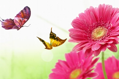Gerber Daisy Butterfly Dance Bright Butterflies Daisies Firefox ...