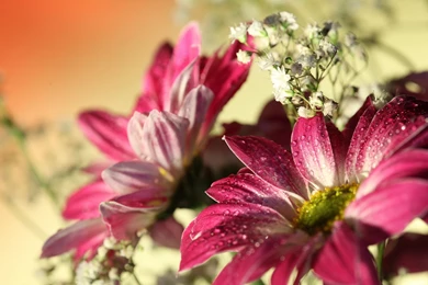 Gerbera Wallpapers HD 3027 1920x1200   UMad.com