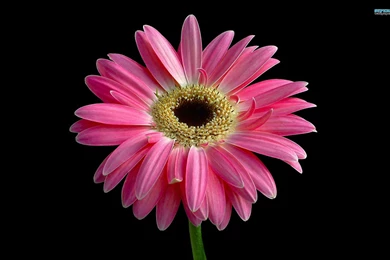 Pink Gerbera, Flowers, 1920x1200 HD Wallpapers And FREE Stock Photo