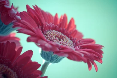 Pink Gerbera Flowers Wallpapers   1152x720   173538