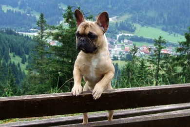 Wallpapers French Bulldog Hq In The Post X On 1920x1080