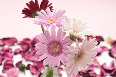 Red, White, Pink, Gerbera Flowers Close up Wallpapers