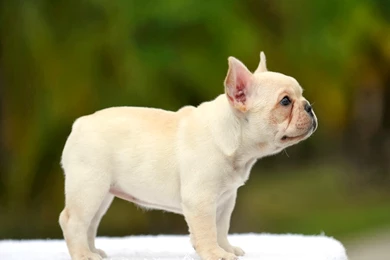 Bulldog Archives   Best Wallpapers High Quality