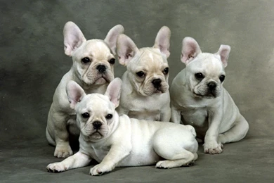 HD French Bulldogs Wallpapers   New Post Has Been Published On ...