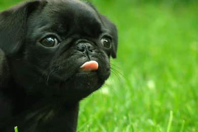 Black French Bulldog Wallpapers   My Doggy Rocks