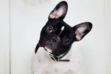 French Bulldog   Love Wallpapers