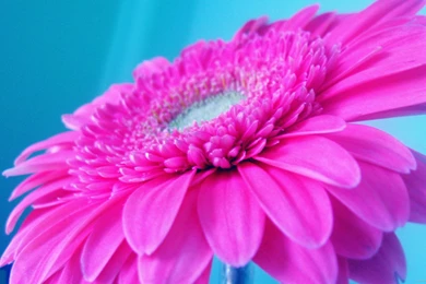 Download 2560x1440 Ponk Gerbera On A Blue Backgrounds Wallpapers
