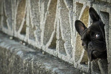 Ultra HD 4K French Bulldog Wallpapers HD, Desktop Backgrounds ...