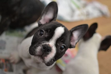 French Bulldog Wallpapers (2)   My Doggy Rocks